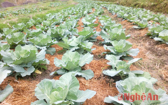 Trạm Bảo vệ thực vật thị xã Ayun Pa phối hợp xã IaSao thử nghiệm mô hình trồng  Bắp cải sạch.