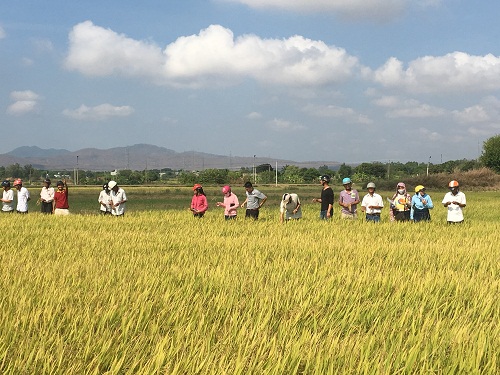 Thị xã Ayun Pa triển khai dự án KHCN trồng giống Nếp N97 cho tổ hội nghề nghiệp tại phường Hoà Bình