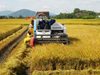 Nông dân Thị xã Ayun Pa thu hoạch lúa Đông xuân, năng suất thấp, gi...