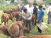 Lễ trao tặng bò giống “Đại đoàn kết” cho hộ nghèo năm 2013