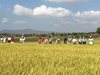 Thị xã Ayun Pa triển khai dự án KHCN trồng giống Nếp N97 cho tổ hội...