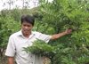 Thị xã Ayun Pa:  Triển vọng từ mô hình trồng cây ăn trái